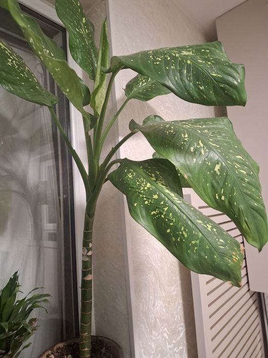 Gul sotiladi yaxshi gul