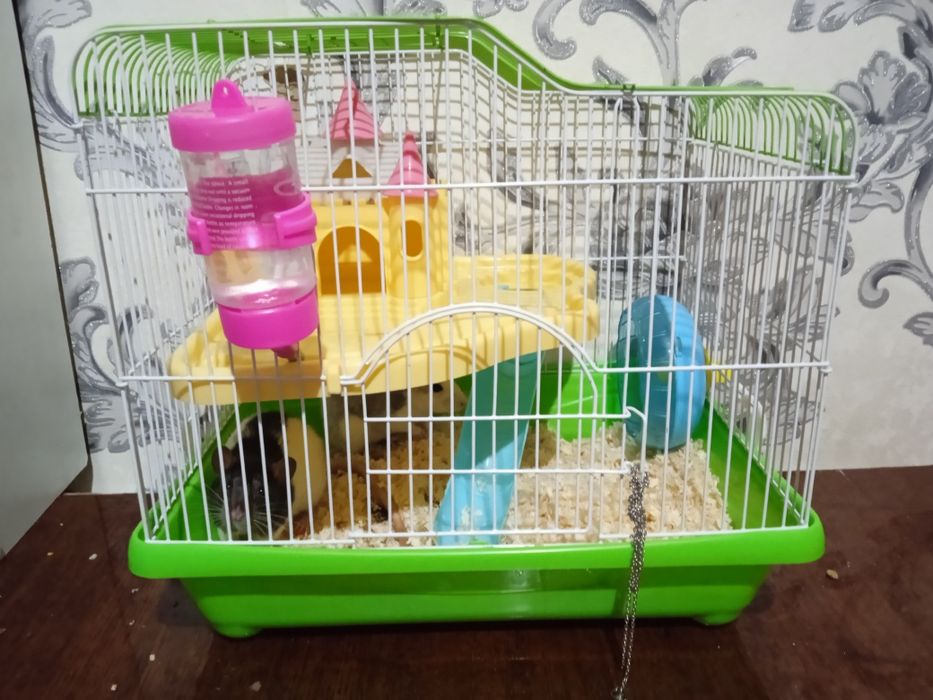 Крысы ручные продам