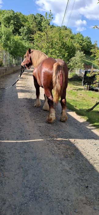 Armăsarii Ardenezii pentru monta