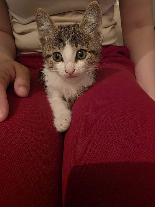 Котик 3 месяца, отдам в добрые руки