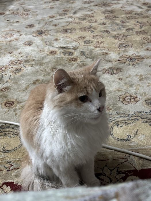 Кошка или котенок отдам