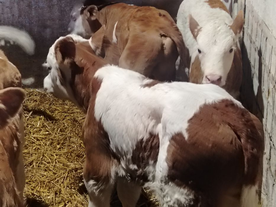 Taurasi și vitele baltati