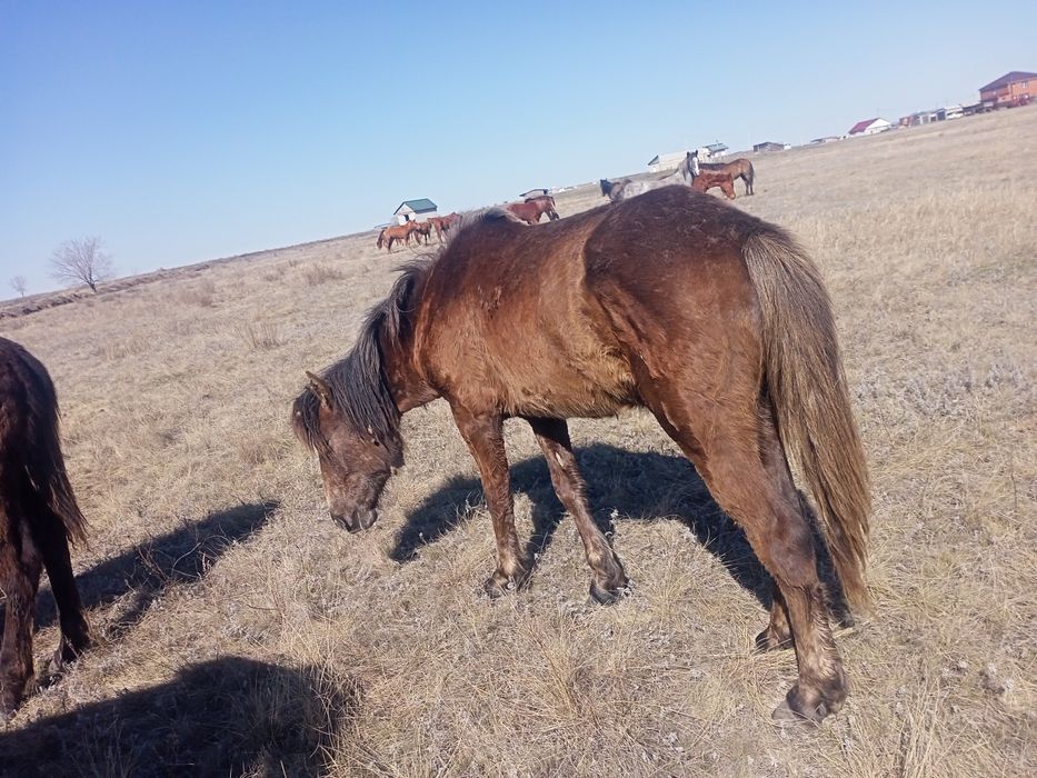 Продам кабылки и жерепчики.