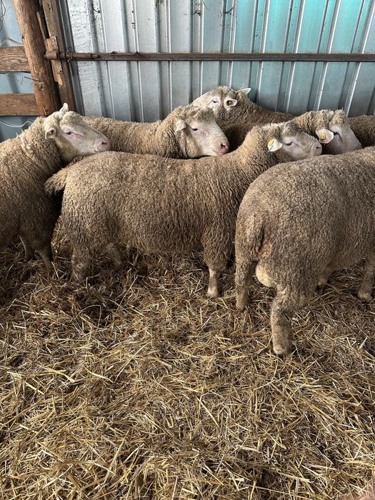 Berbeci Ile de France