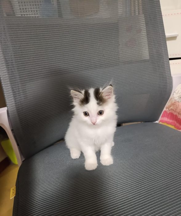 Отдам котёнка , девочка