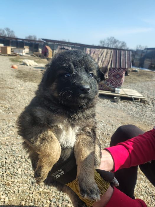 Большой выбор щенков Дворянины
