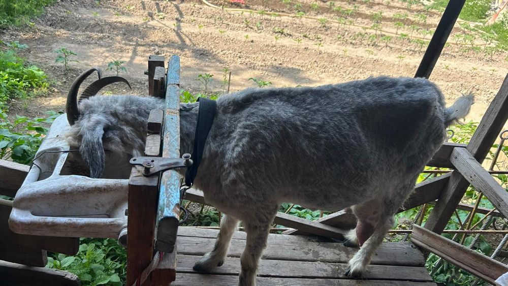 Ешкі сатылады...