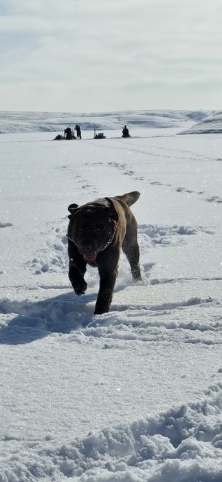 Лабрадор.  Ищем девочку для случки.