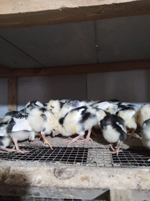 Цыплята пушкинских кур