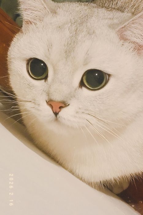 Продам кота , Фуджи