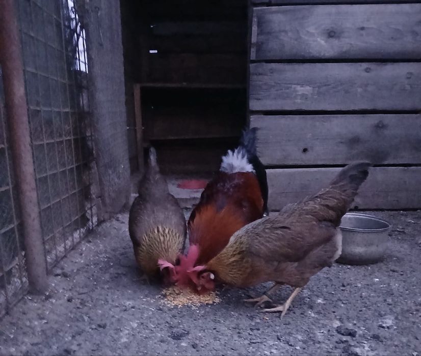 Vând doua găini și un cocos rasa italiana potarnichie