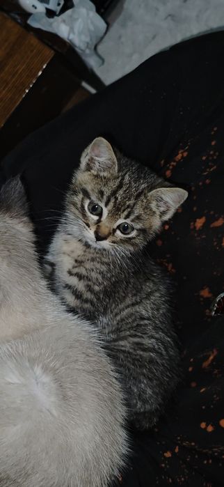 Отдам в хорошие руки