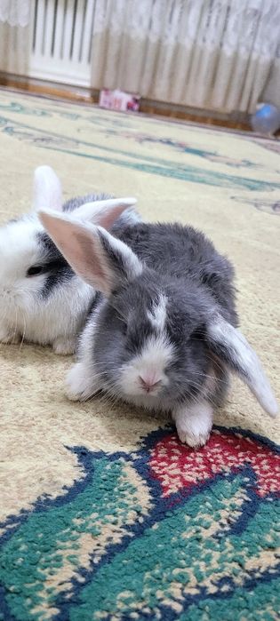 Quyonchala sotiladi juda chiroyli