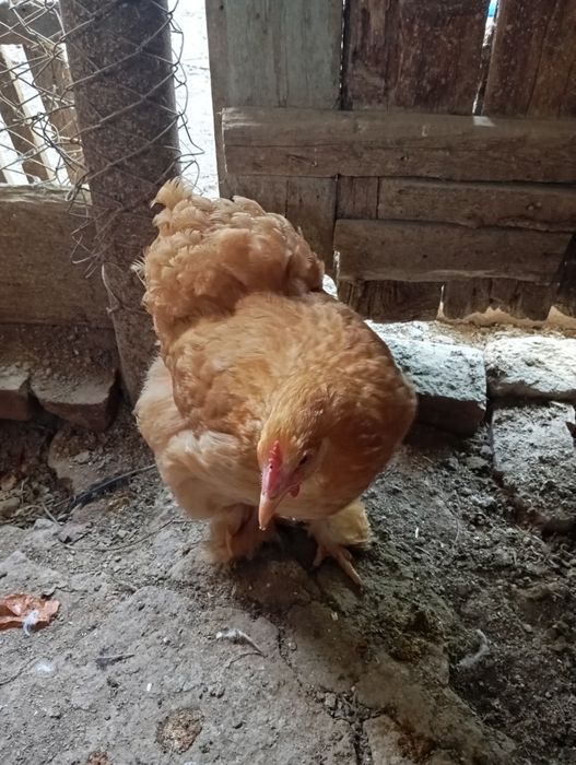 Палевый Кох макёнлари сотилади майда 1 ёшка толди, тухумда