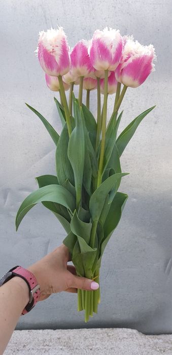 Тюльпаны свежесрезанные,размер 40-50 см