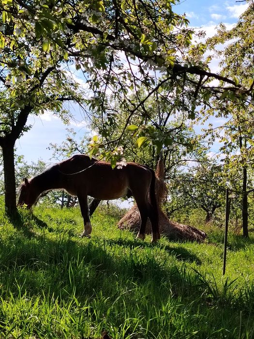 Vând armăsar blând
