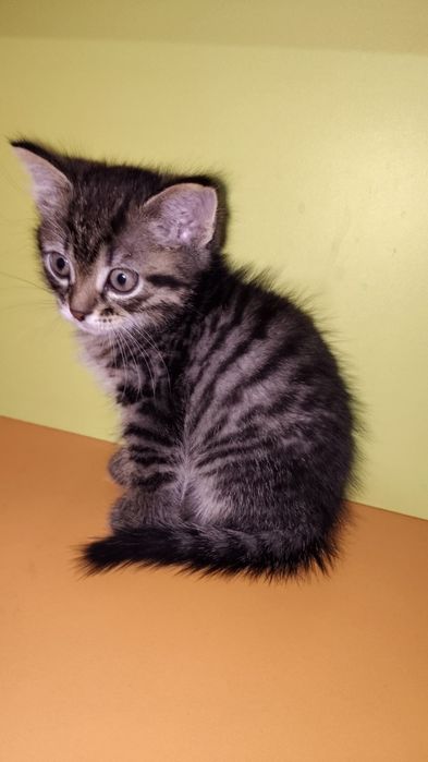 Отдам кошка девушка