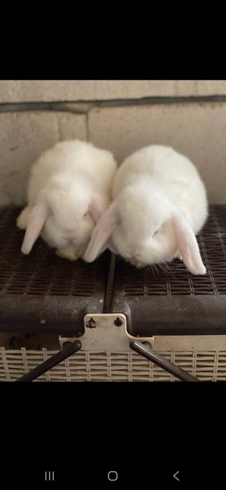 Quyonchalar  karlik almaz glaz  toza qon