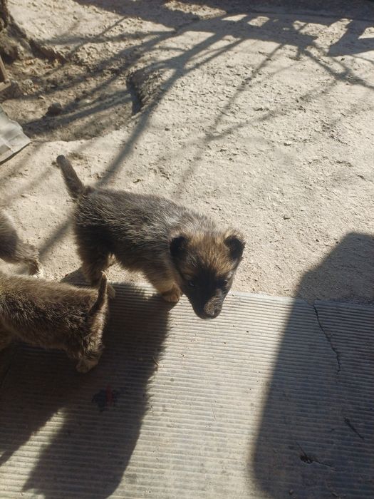 Отдадим щенят в добрые ласковые руки