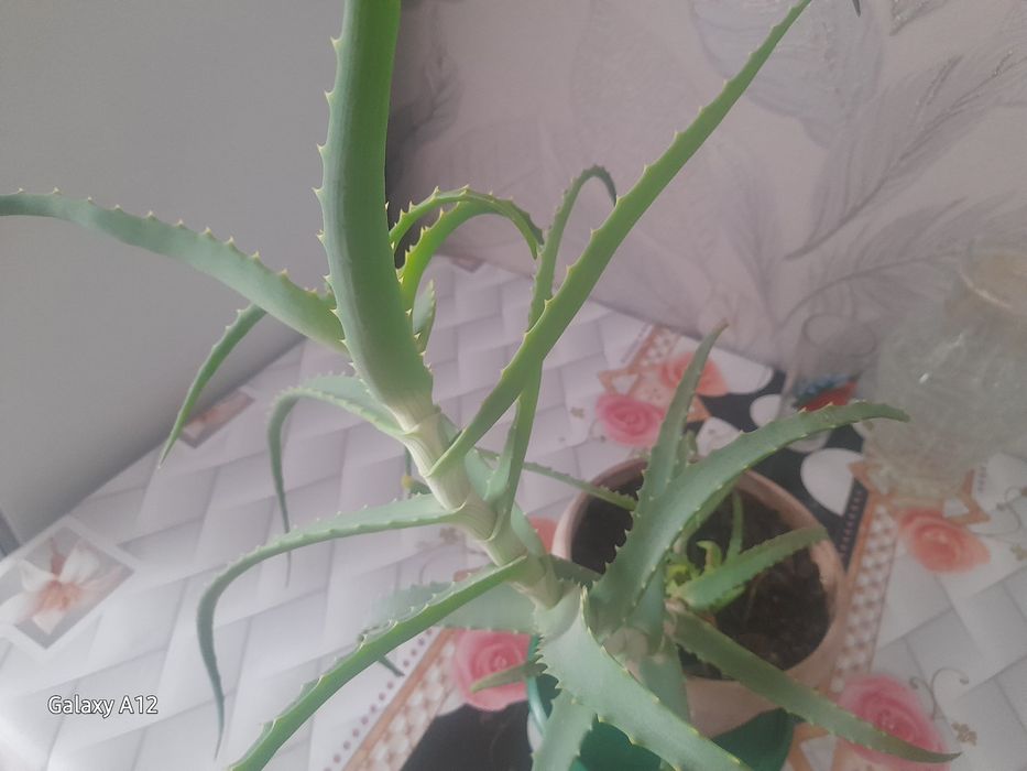 Продам алое.3 года