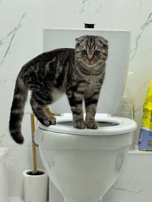 Кот. Порода Scottish Fold