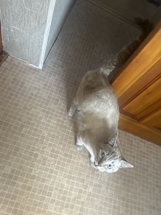 Отдам кота в хорошие руки