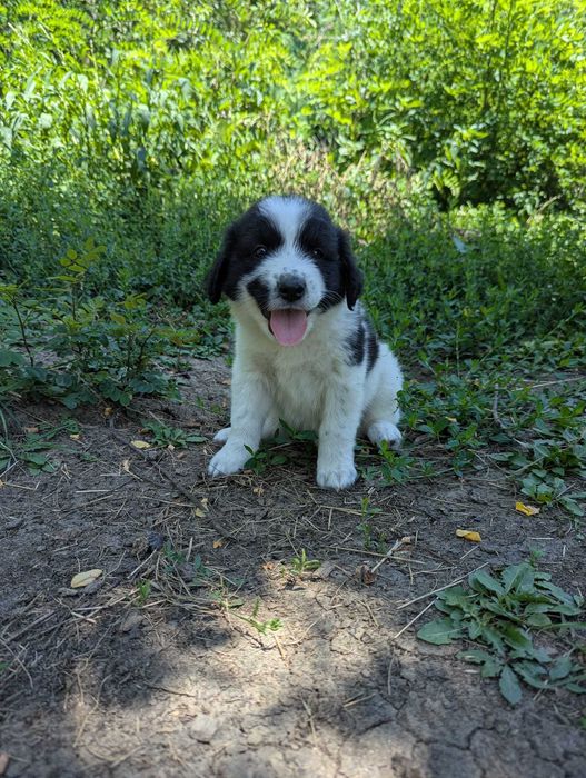 Catei draguti pentru adoptie, Valea Danului, Arges