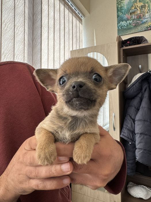 Мъжки чихупинчер