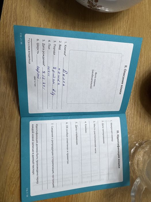 Кошка Британскую в/у