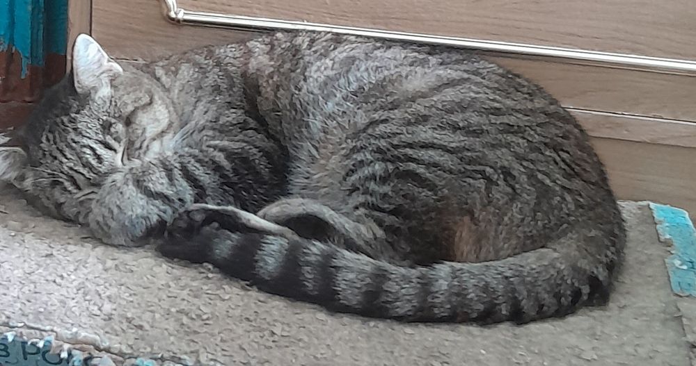 Отдам кошечку в добрые руки