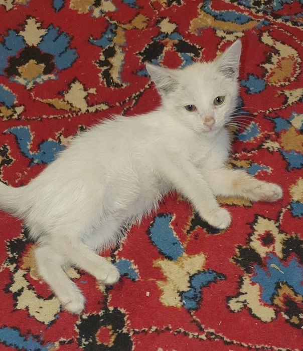 Котёнок белый пушистый кот
