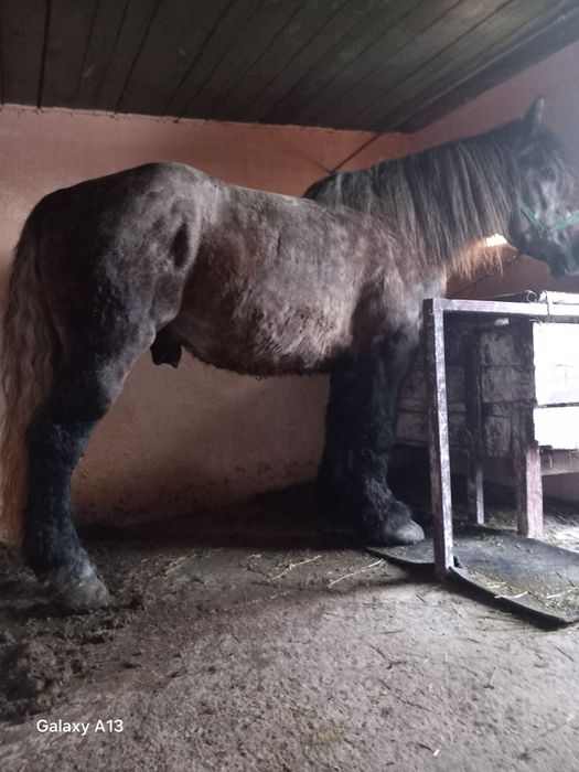 Vând armăsar semigreu