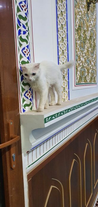 Emmanuel Vougierning yalangoch kokraklari