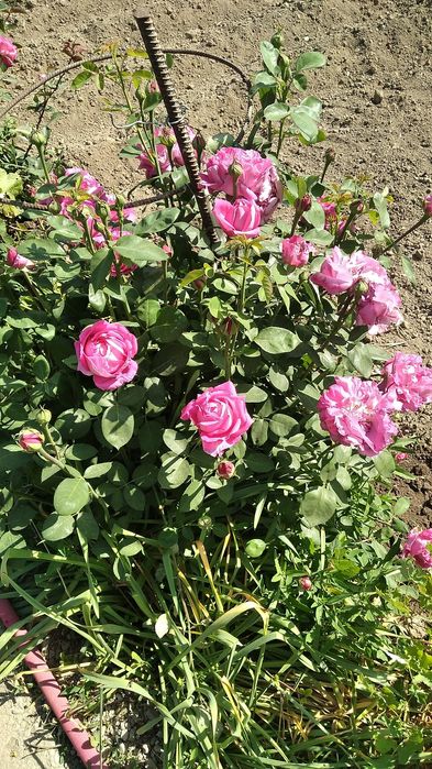 Цветы ниже рыночной