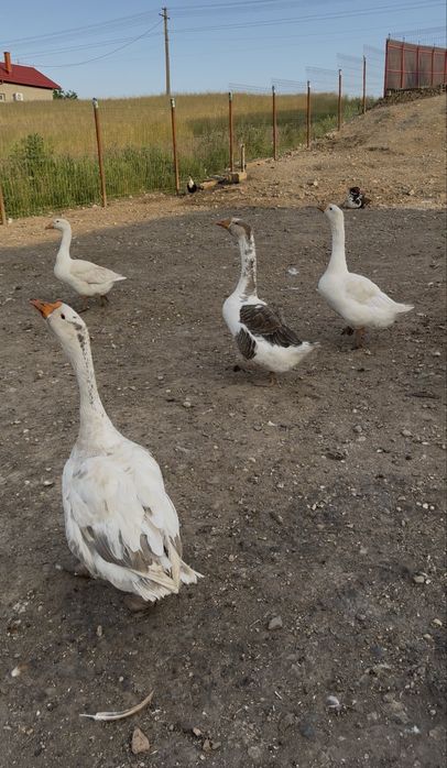 De vânzare gâşte şi rațe româneşti