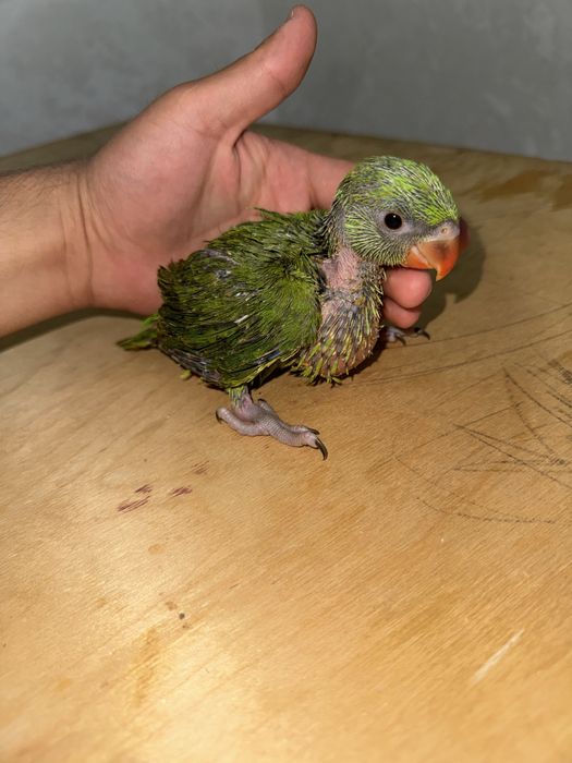 Ожереловый зелёный попугай продается