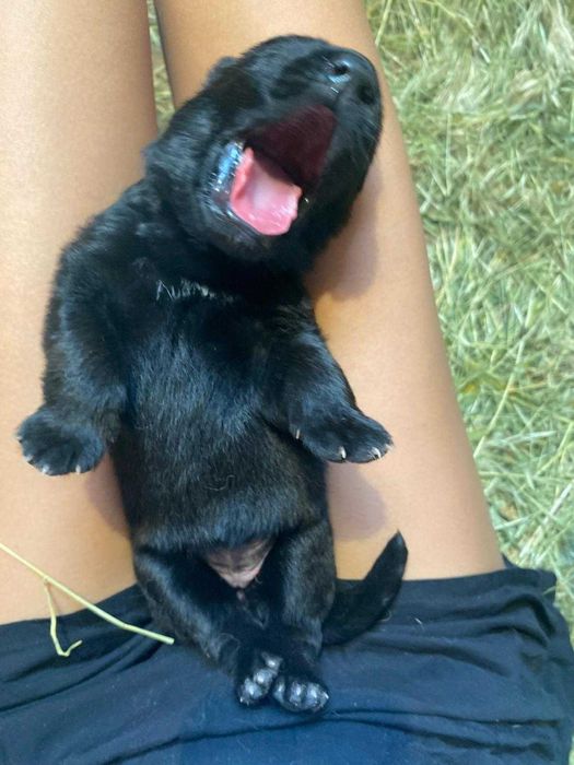 Ciobanesc German 1 luni