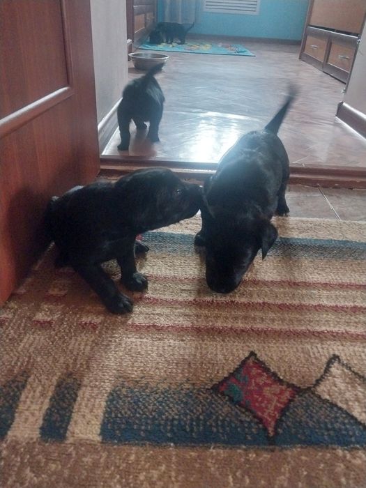 Щенки отдам в хорошие руки