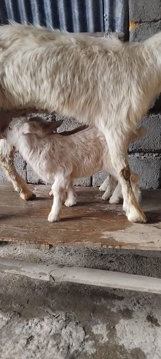 занен саунды ешкі сатылады