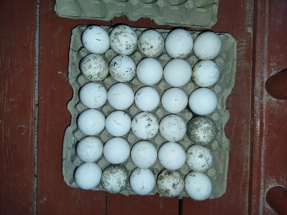 Assalomu aleykum shu induqlarni tuxumi sotiladi aniq narsalar 8 mingda