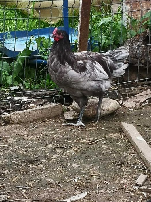 Cocoșii Australorp Negru, Albastru și alb.