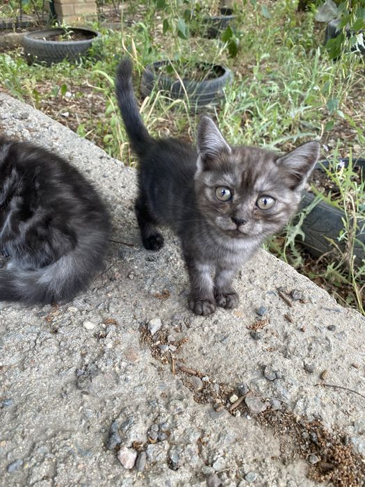 Продаются Котята британские