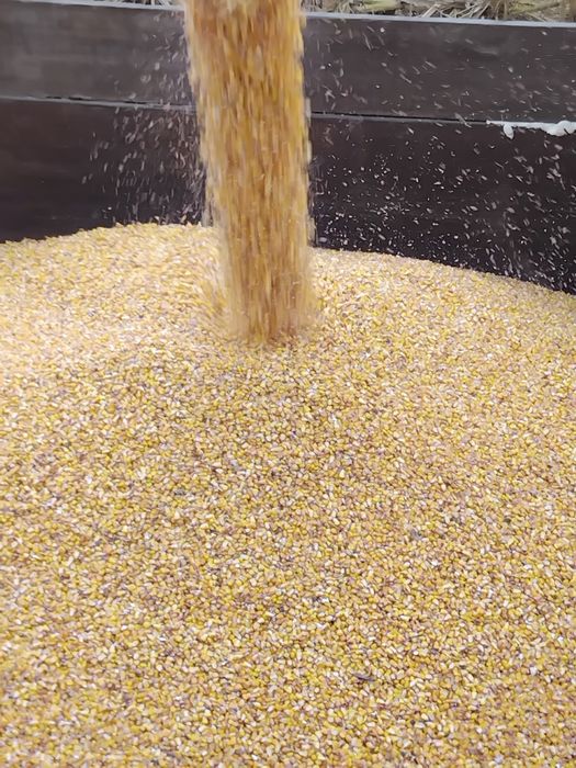 Vând porumb cu umiditate 16 .1leu kg