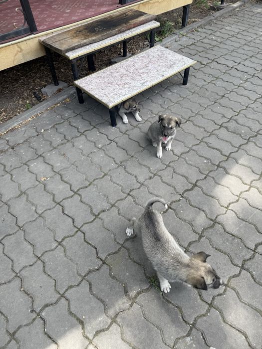 Щенок собачка отдам бесплатно