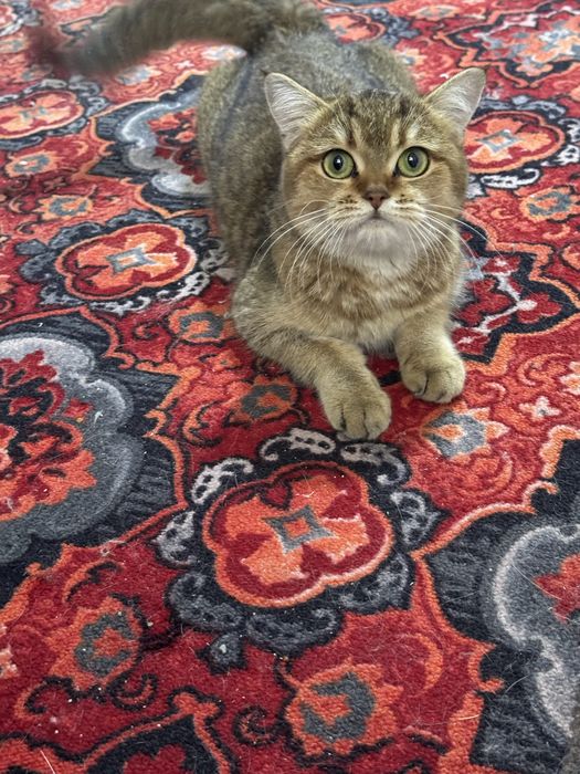 Продается кошка британская золотистая шиншилла