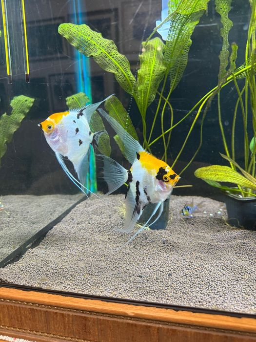 Скалярия кои вуалевая