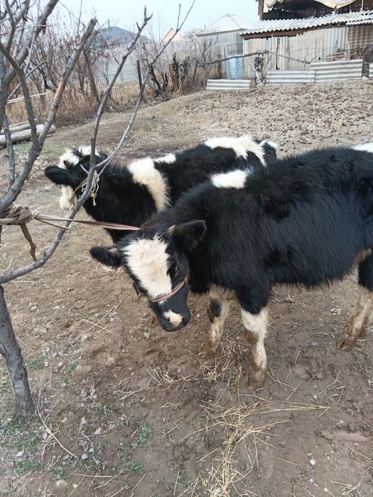 Бұқалар сатылады. Продам быков