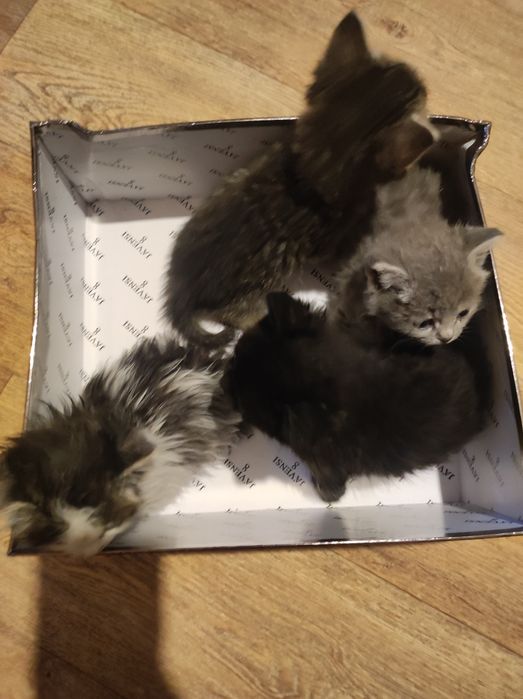 Отдадим котят в хорошие руки