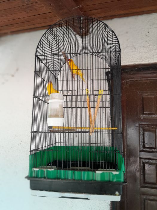 Papagali kakariki cu colivie