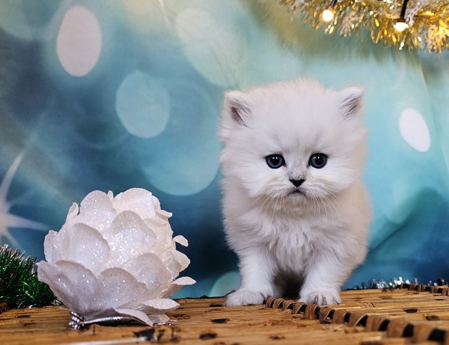 Британски дългокосмести котенца